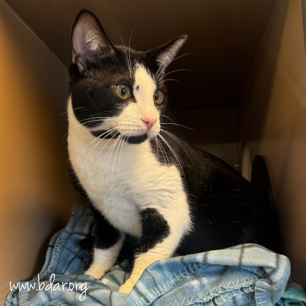 Mags, Adoptable, Adult Male Domestic Short Hair.