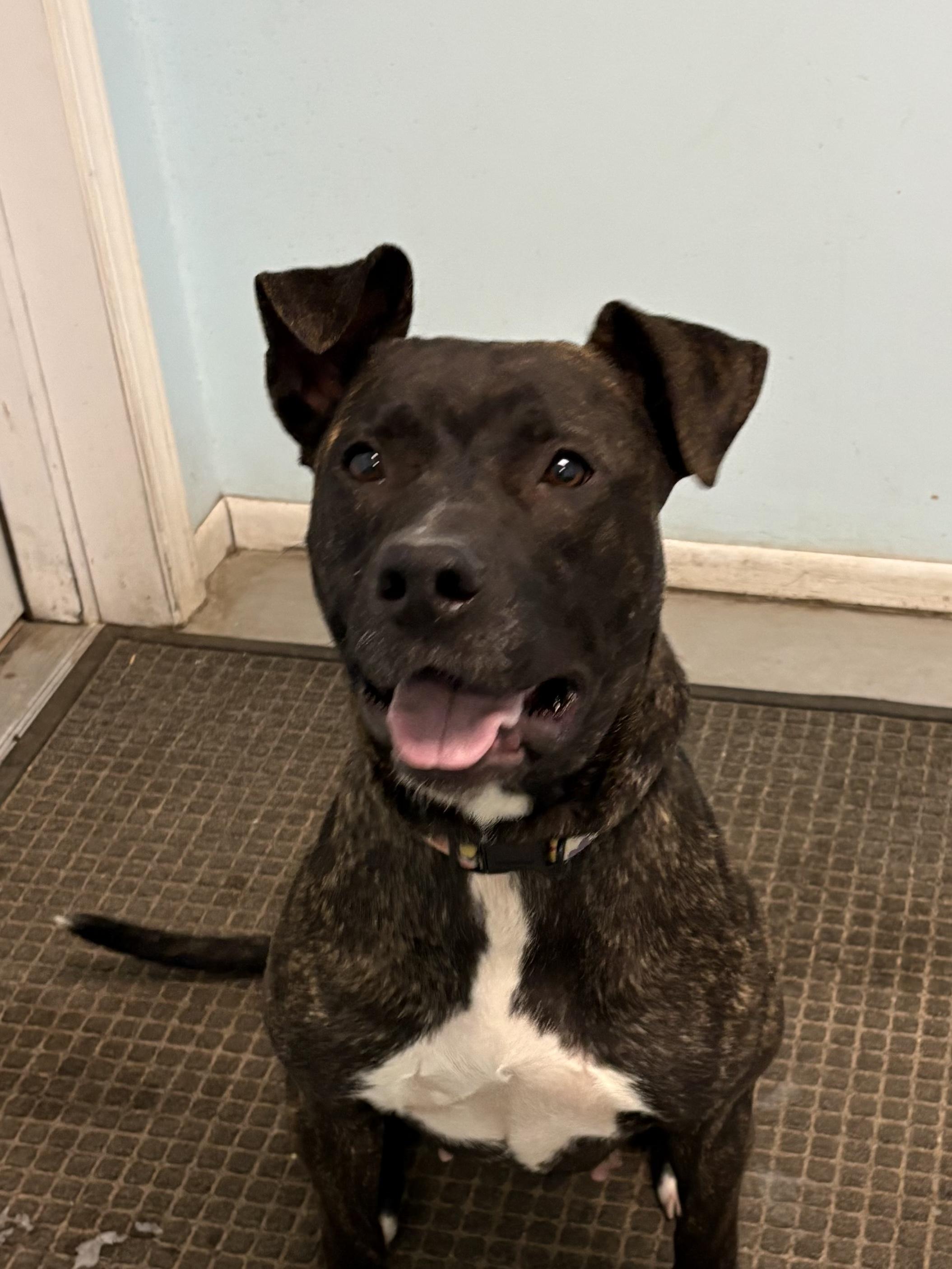 Puppies, ADOPTABLE, Puppy Male Mixed Breed.