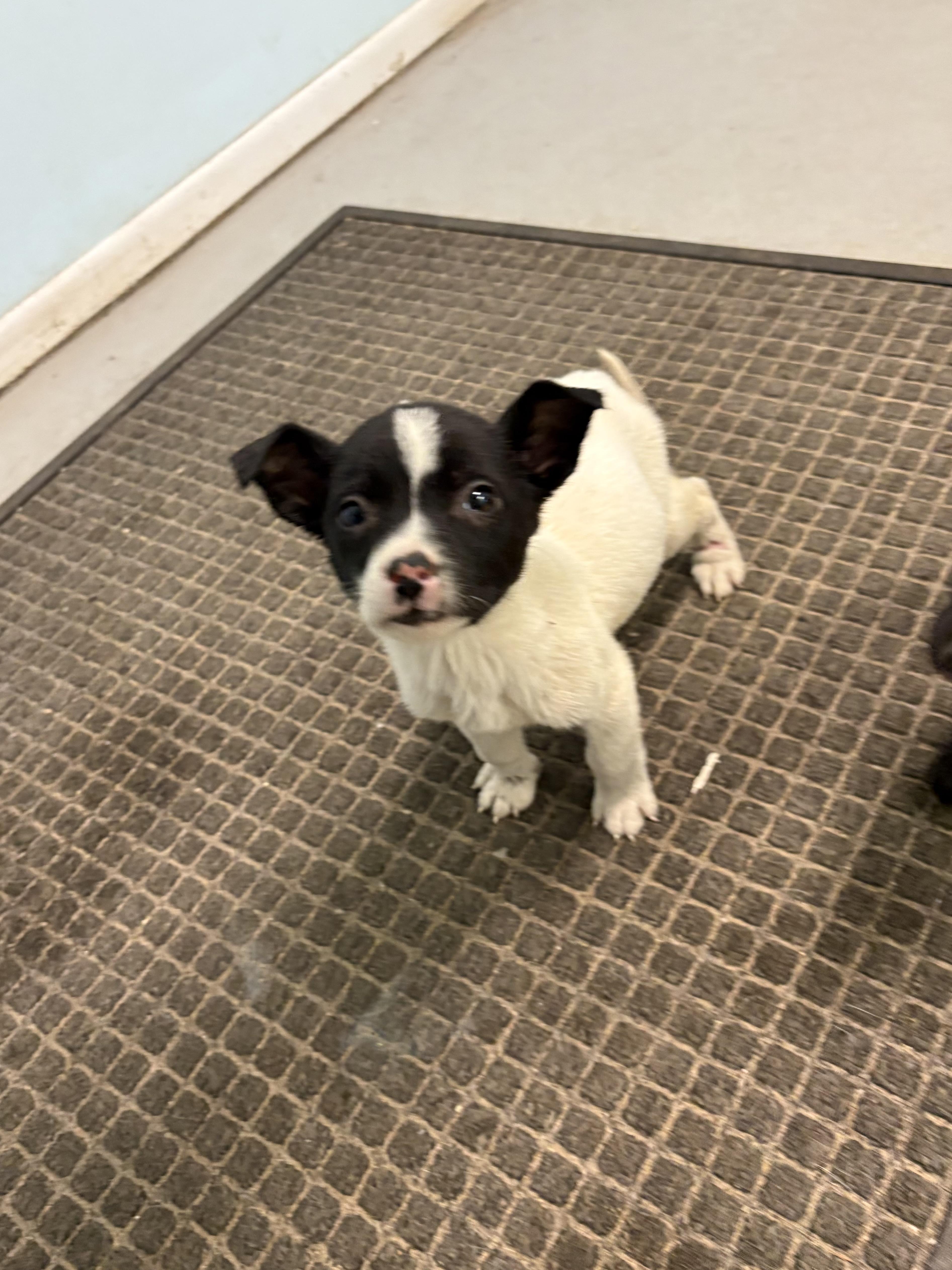 Enlarge Puppies, a ADOPTABLE Mixed Breed in Big Rapids, MI image 2/5