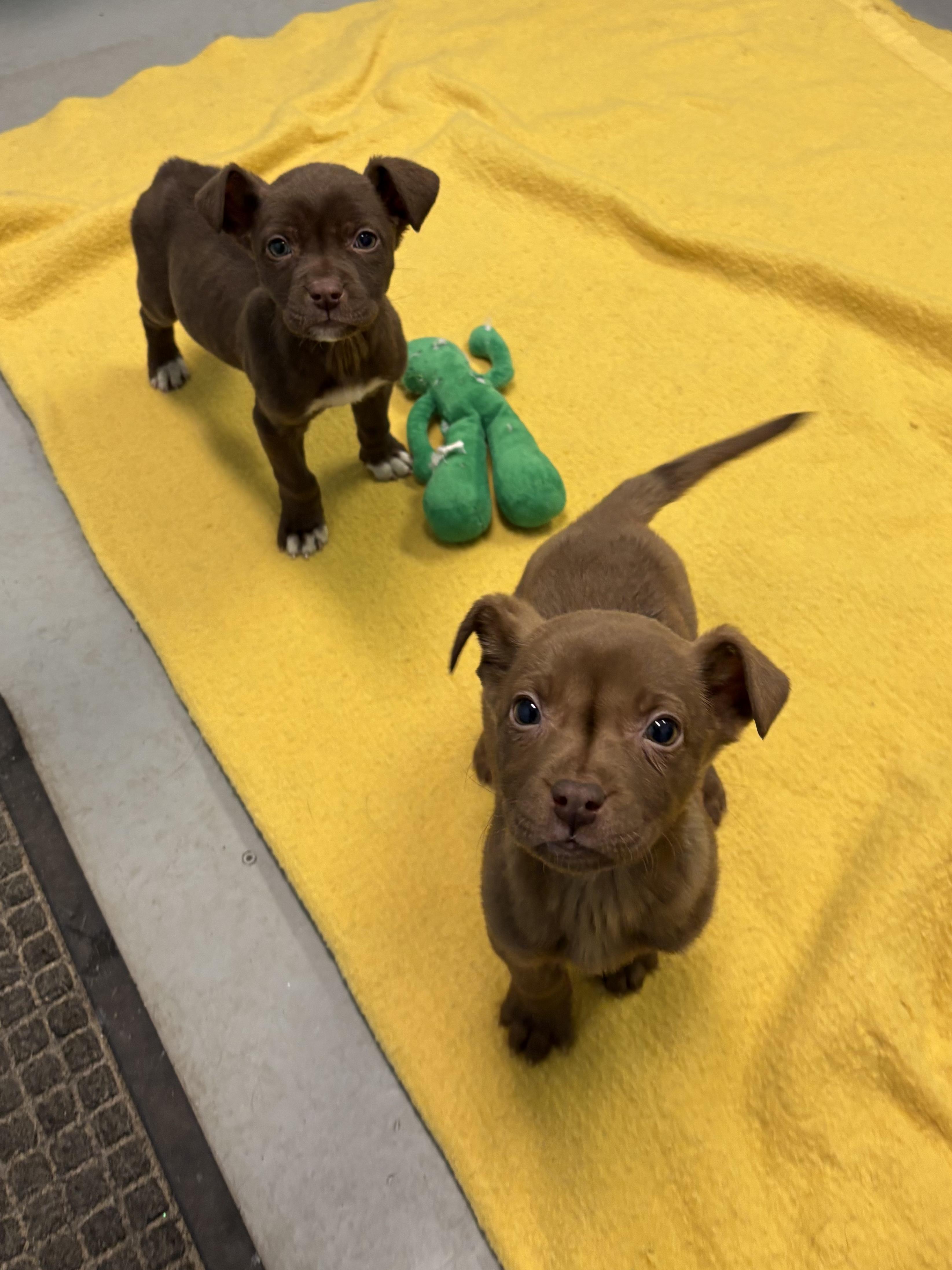 Enlarge Puppies, a ADOPTABLE Mixed Breed in Big Rapids, MI image 4/5
