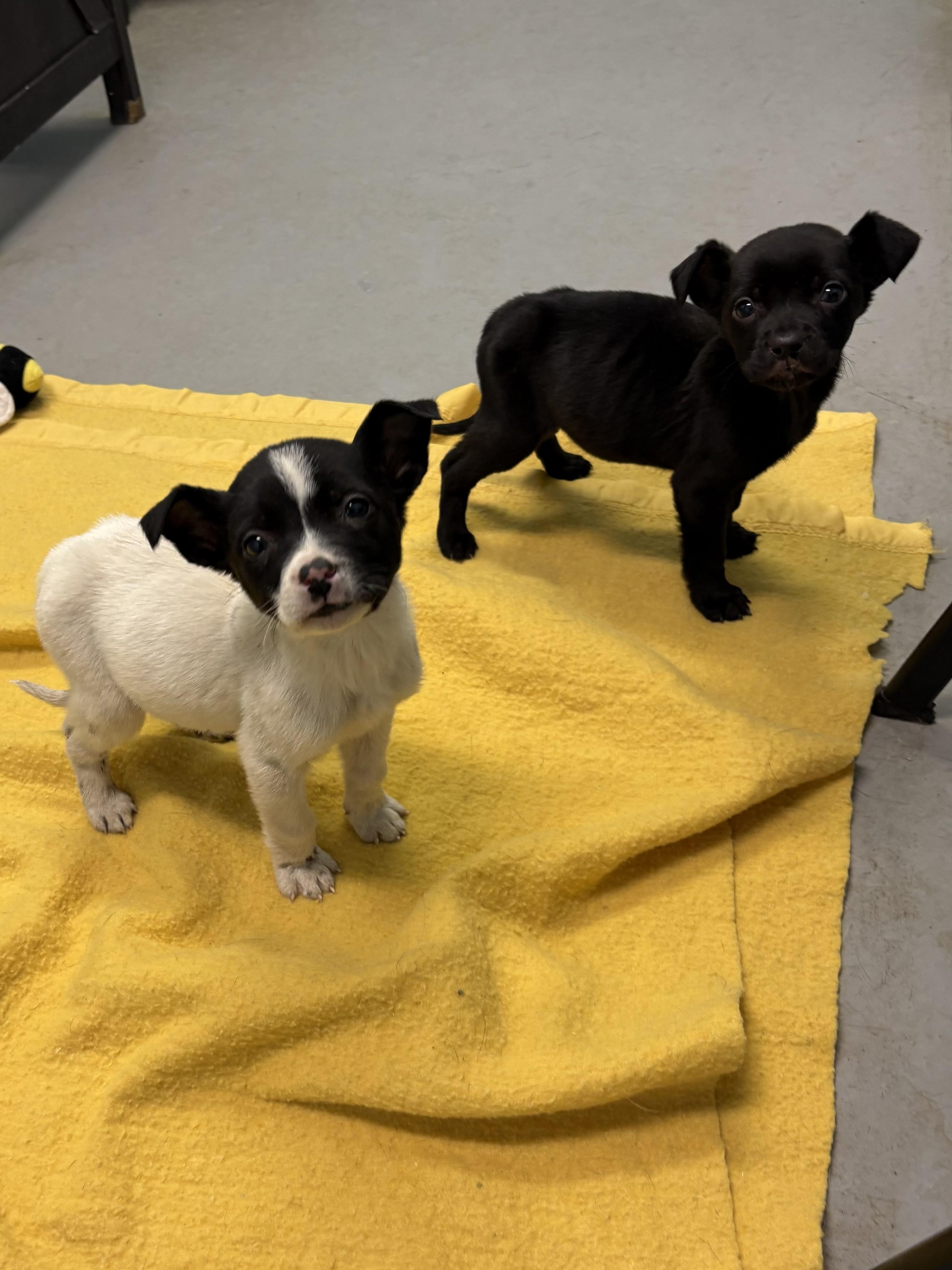 Enlarge Puppies, a ADOPTABLE Mixed Breed in Big Rapids, MI image 5/5