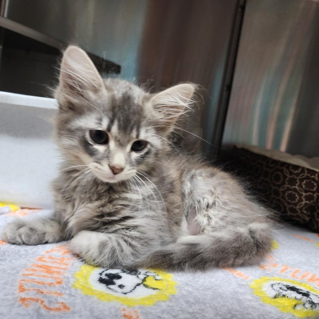 Urkel, Adoptable, Kitten Male Domestic Short Hair.
