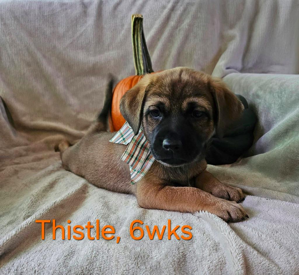 Thistle $550, Adoptable, Puppy Female Chihuahua & Dachshund.