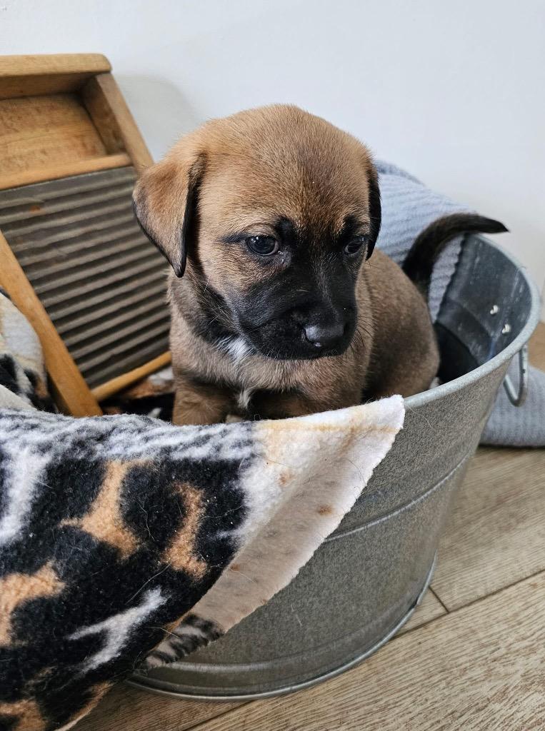 Enlarge Thistle $550, a Adoptable mixed breed in Milwaukee, WI image 2/3
