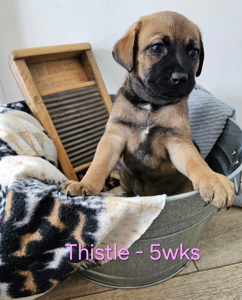 Enlarge Thistle $550, a Adoptable mixed breed in Milwaukee, WI image 3/3
