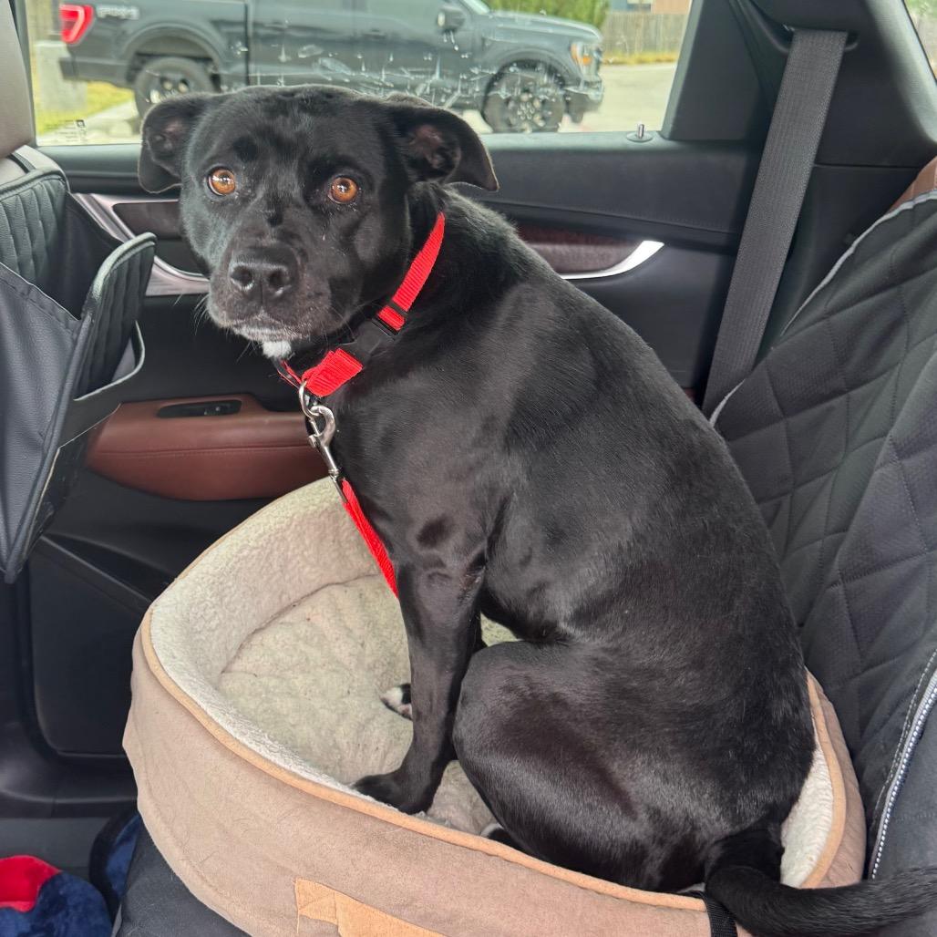 Enlarge FWT Shiro, a Adoptable mixed breed in Midland, TX image 1/1