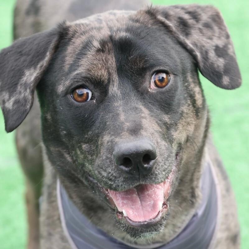 Relish, Adoptable, Young Male Catahoula Leopard Dog.