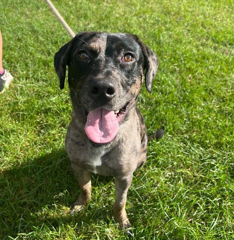 Relish, Adoptable, Young Male Catahoula Leopard Dog.