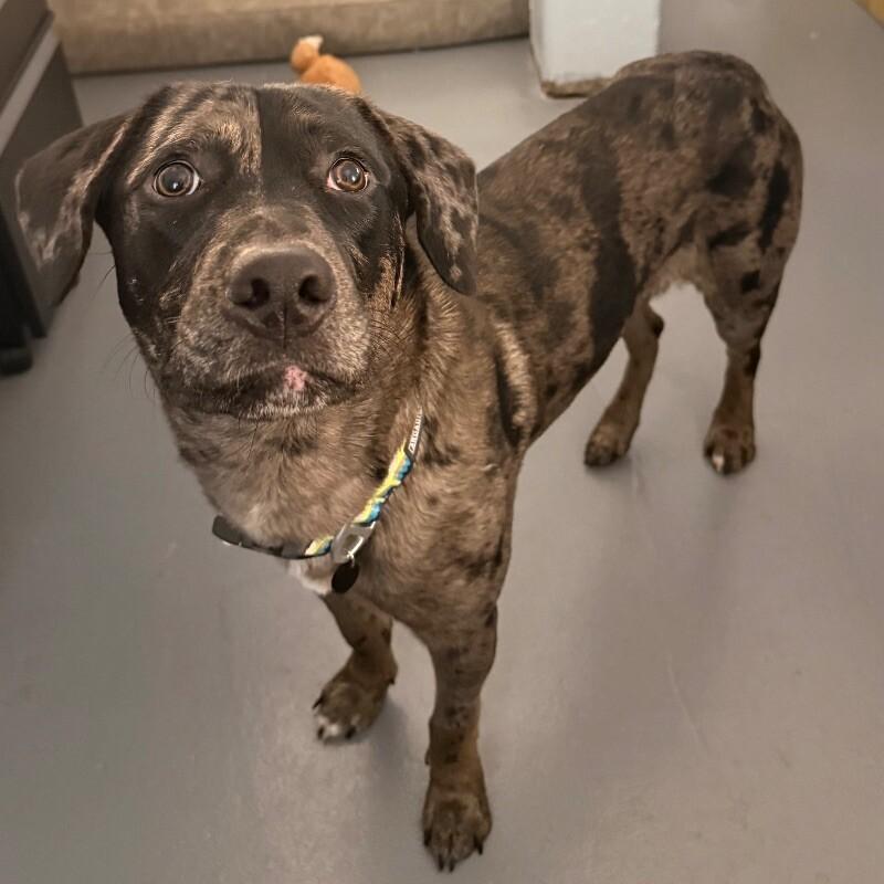 Enlarge Relish, a Adoptable Catahoula Leopard Dog in Roanoke, VA image 1/2
