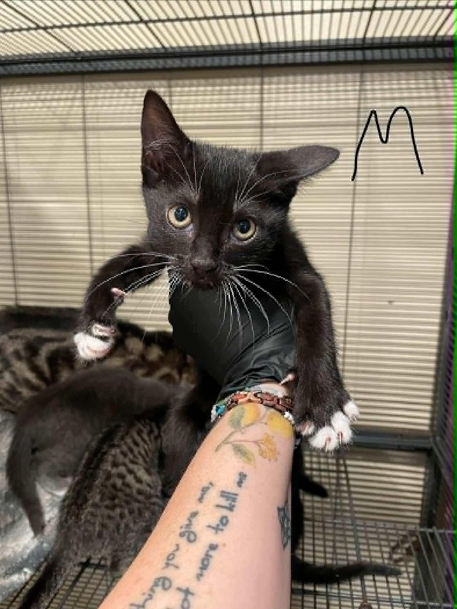 Julian, ADOPTABLE, Kitten Male Domestic Short Hair.