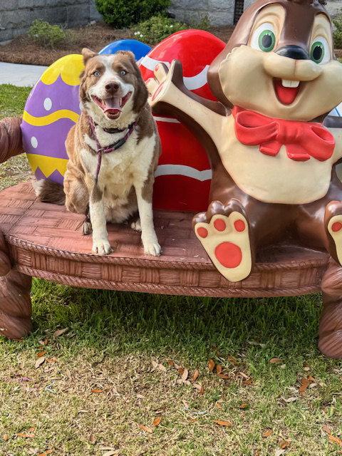 Fifi, Adoptable, Adult Female Australian Shepherd & Siberian Husky.