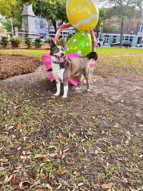 Enlarge Fifi, a Adoptable mixed breed in Cumming, GA image 2/3