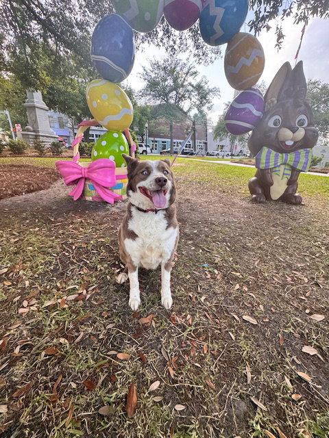 Enlarge Fifi, a Adoptable mixed breed in Cumming, GA image 3/3