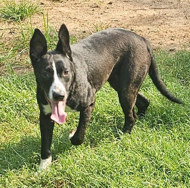 Arley, a ADOPTABLE mixed breed in Enfield , CT image 1/4