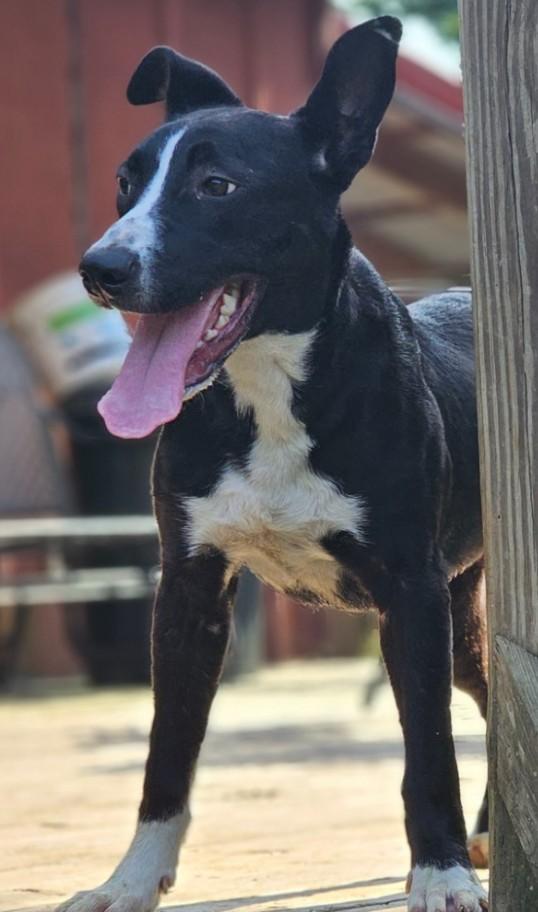 Arley, a ADOPTABLE mixed breed in Enfield , CT image 2/4
