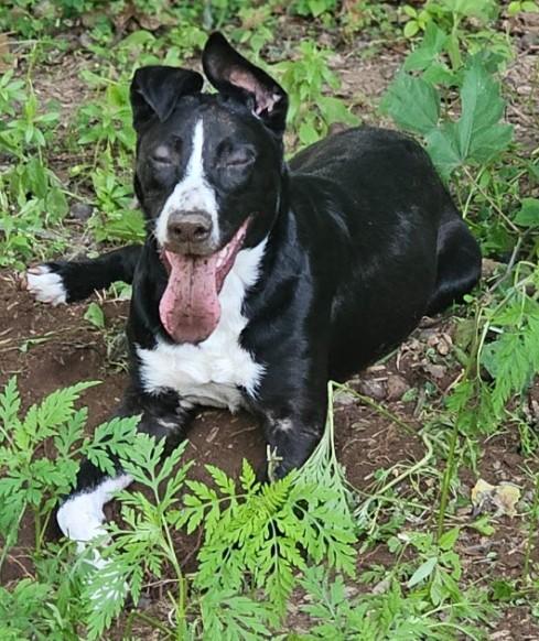 Arley, a ADOPTABLE mixed breed in Enfield , CT image 3/4