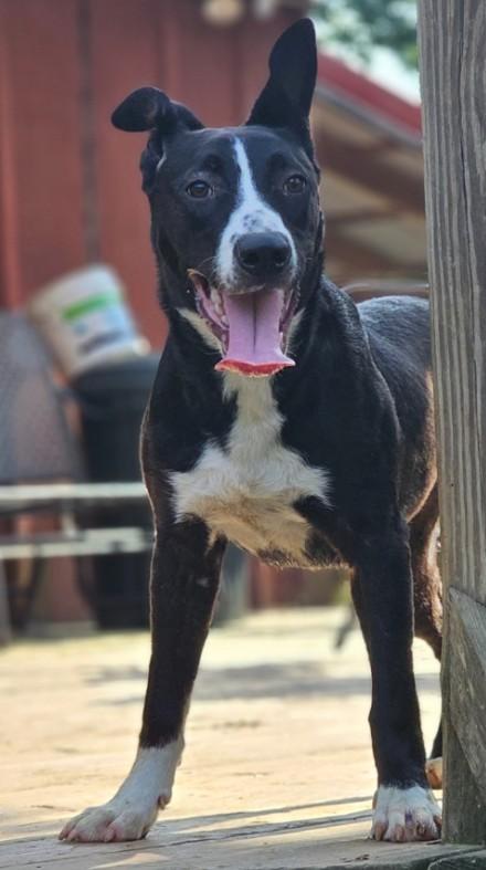 Arley, a ADOPTABLE mixed breed in Enfield , CT image 4/4