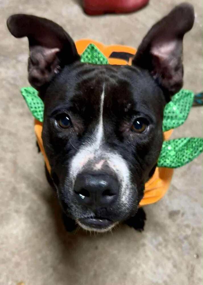 Tina, Adoptable, Adult Female Mixed Breed.