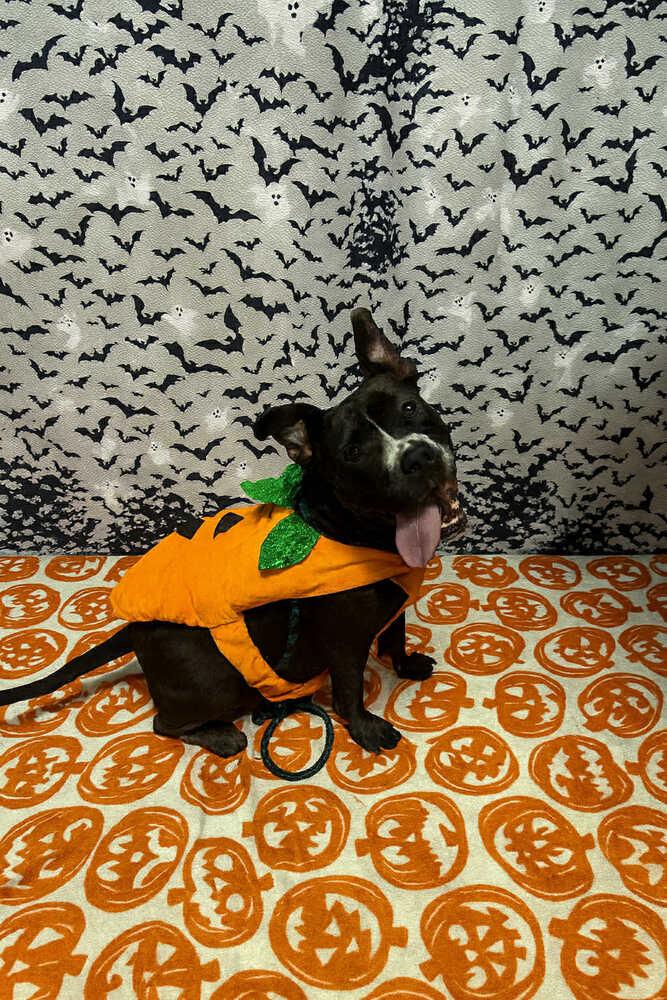 Enlarge Tina, a Adoptable mixed breed in Scott, LA image 2/5