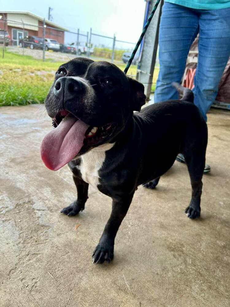 Enlarge Tina, a Adoptable mixed breed in Scott, LA image 3/5