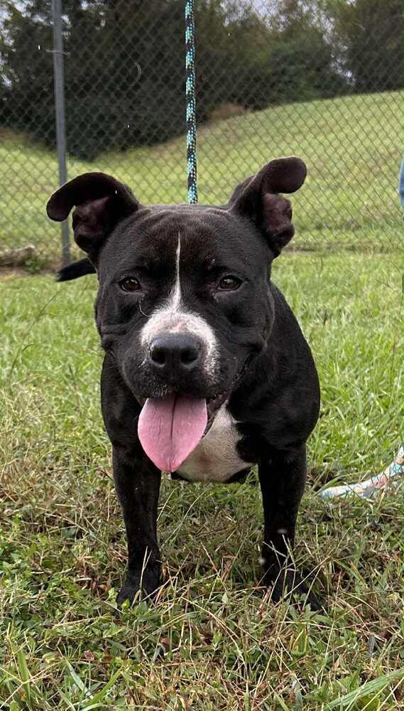 Enlarge Tina, a Adoptable mixed breed in Scott, LA image 4/5