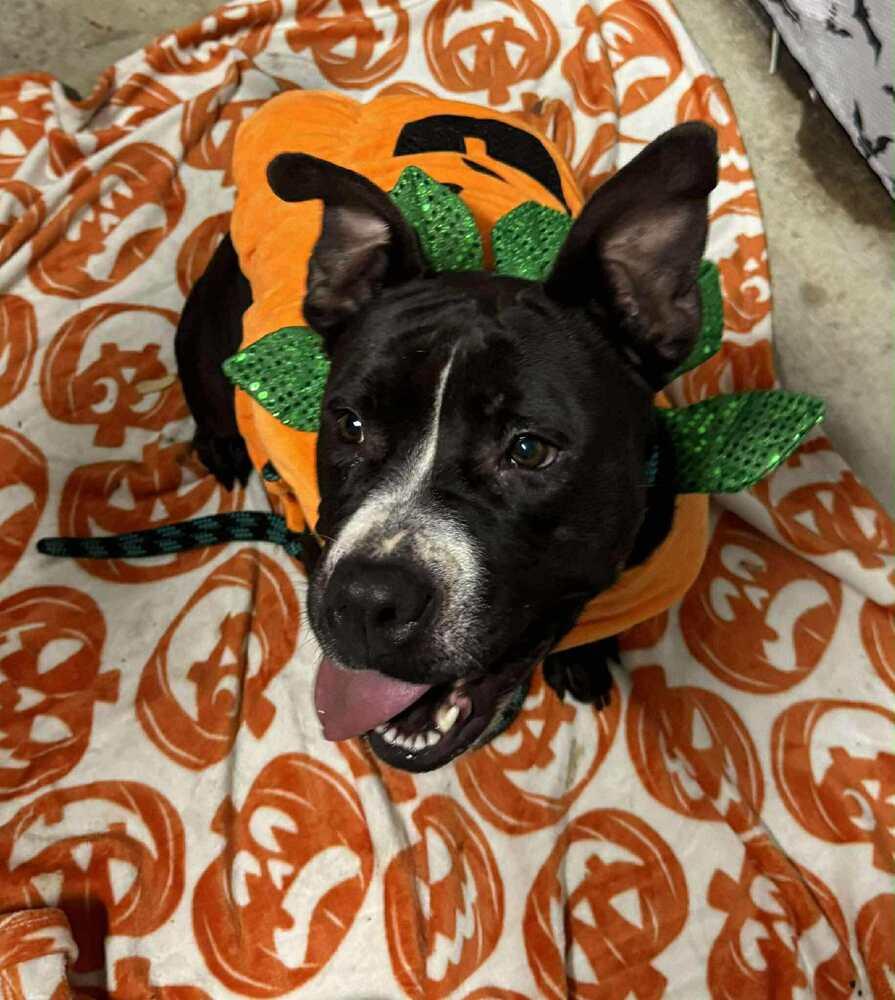 Enlarge Tina, a Adoptable mixed breed in Scott, LA image 5/5