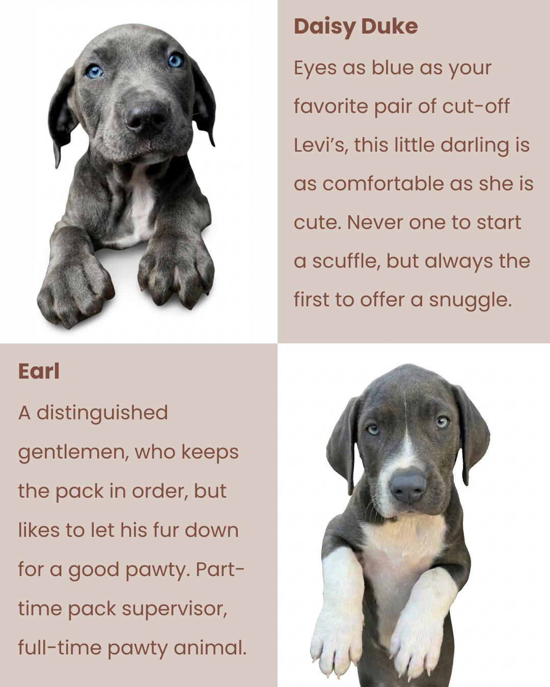 Enlarge Royal Litter, a ADOPTABLE Pit Bull Terrier in San Diego, CA image 3/6