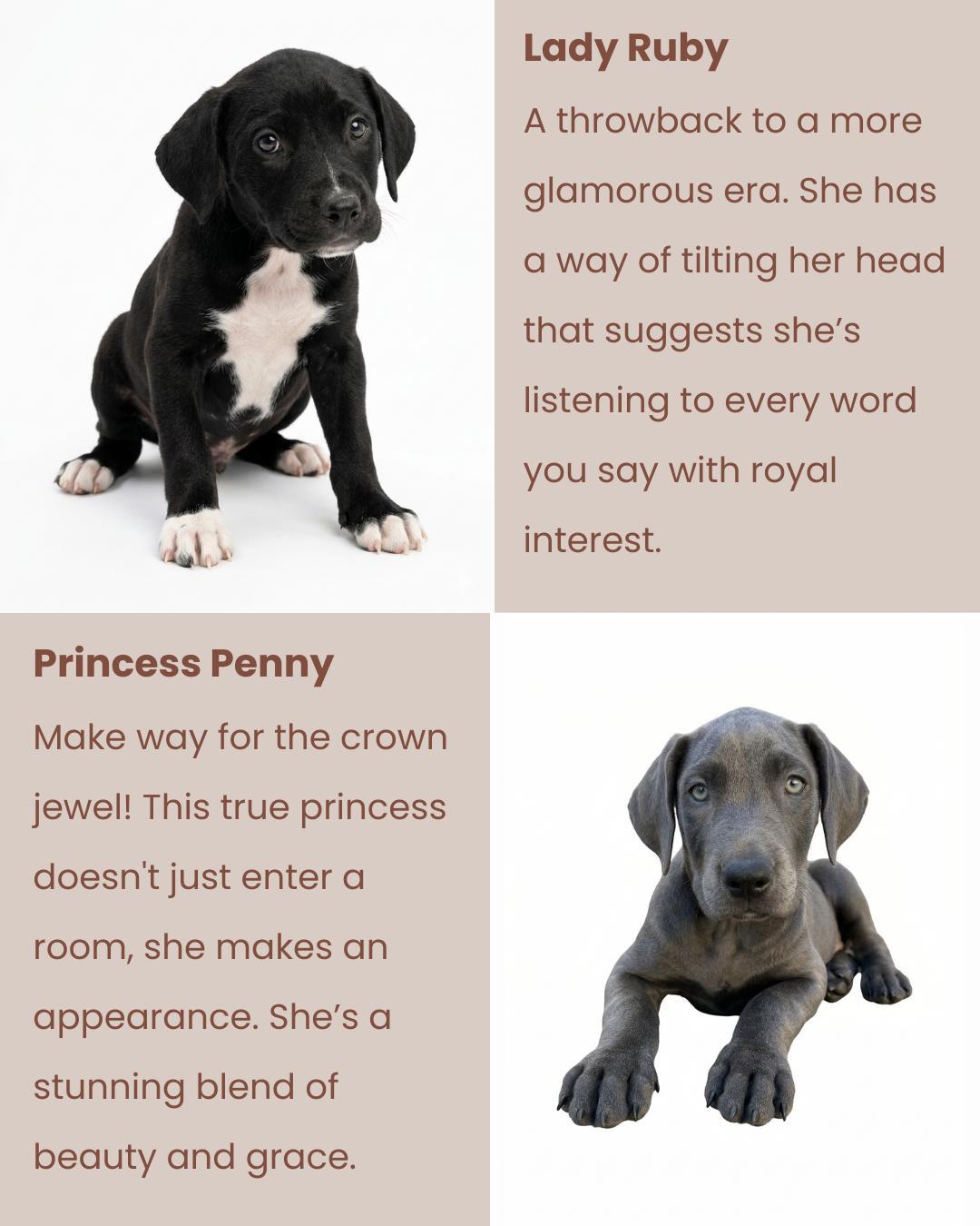 Enlarge Royal Litter, a ADOPTABLE Pit Bull Terrier in San Diego, CA image 6/6