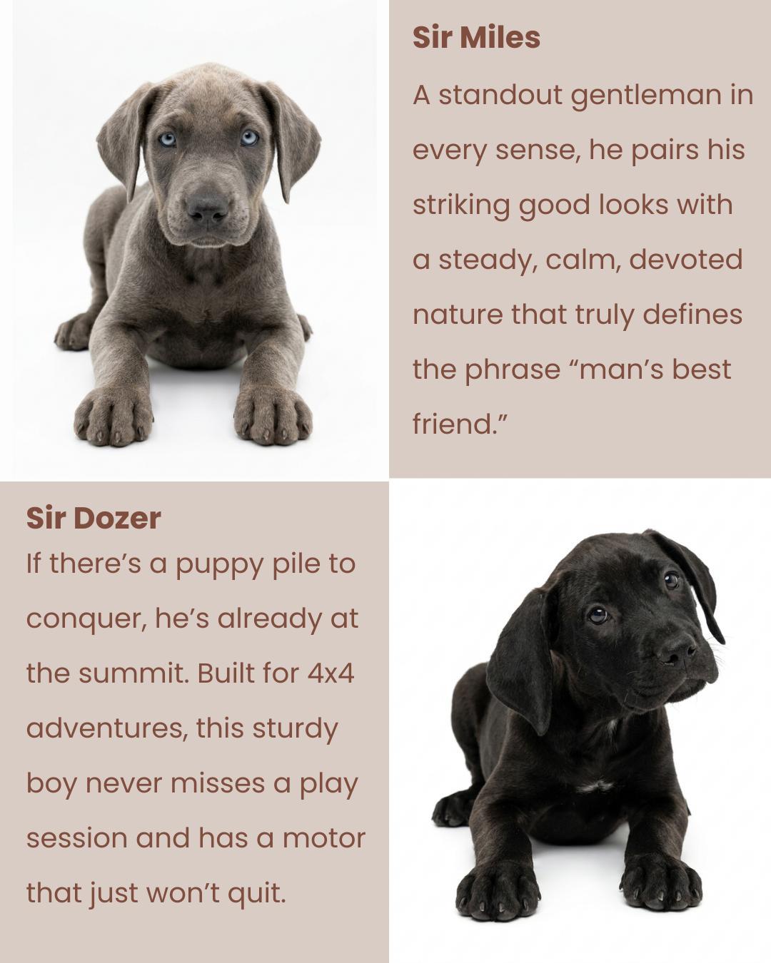 Enlarge Royal Litter, a ADOPTABLE Pit Bull Terrier in San Diego, CA image 4/6