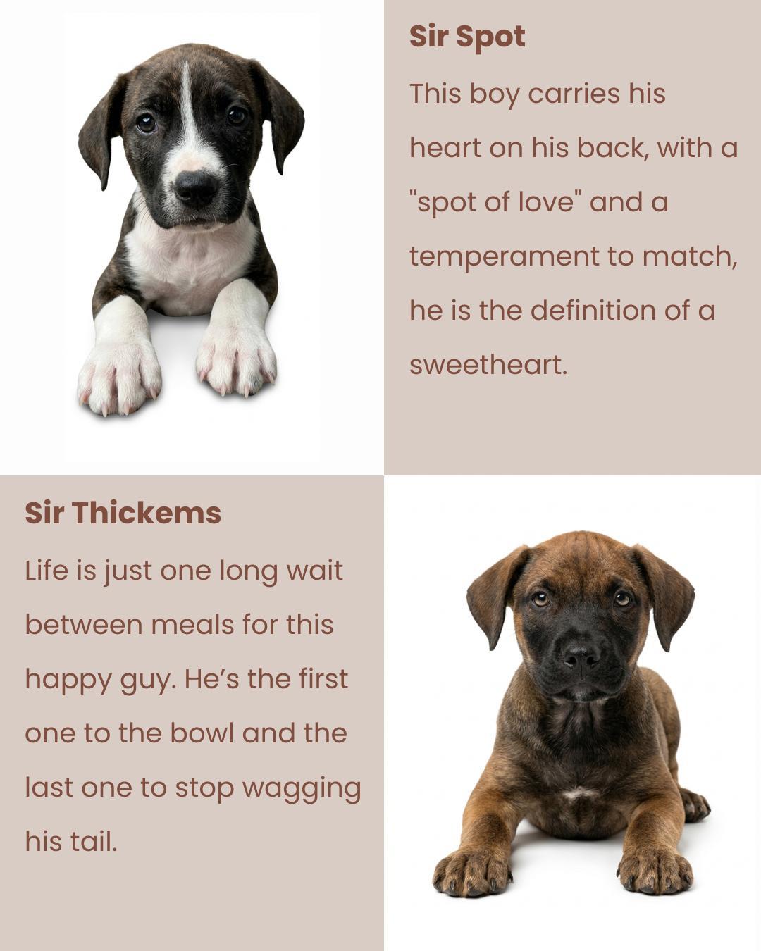 Enlarge Royal Litter, a ADOPTABLE Pit Bull Terrier in San Diego, CA image 5/6