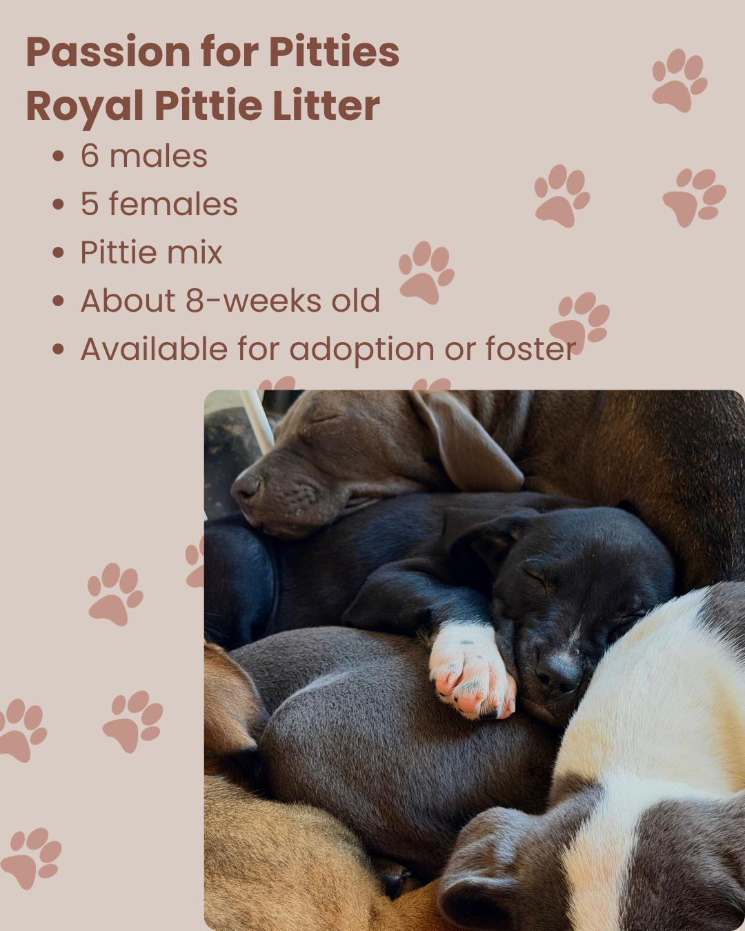 Royal Litter, ADOPTABLE, Young Male Pit Bull Terrier.
