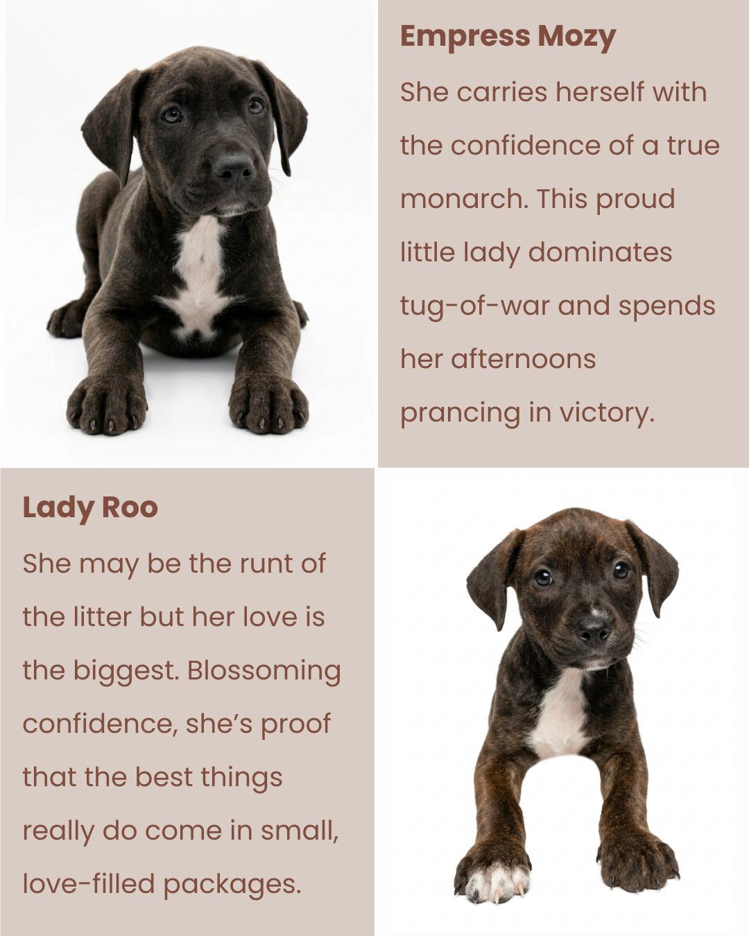 Enlarge Royal Litter, a ADOPTABLE Pit Bull Terrier in San Diego, CA image 2/6