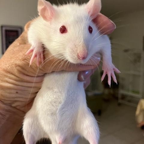 Enlarge Male. White, a ADOPTABLE Rat in Scottsdale, AZ image 1/1