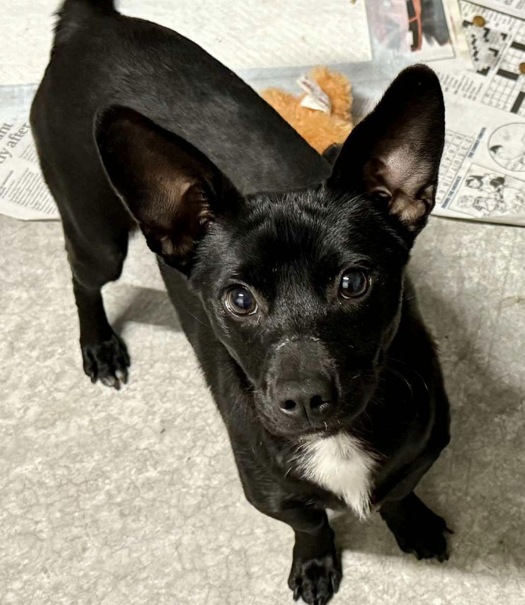 Raven, Adoptable, Young Male Chihuahua & Dachshund.