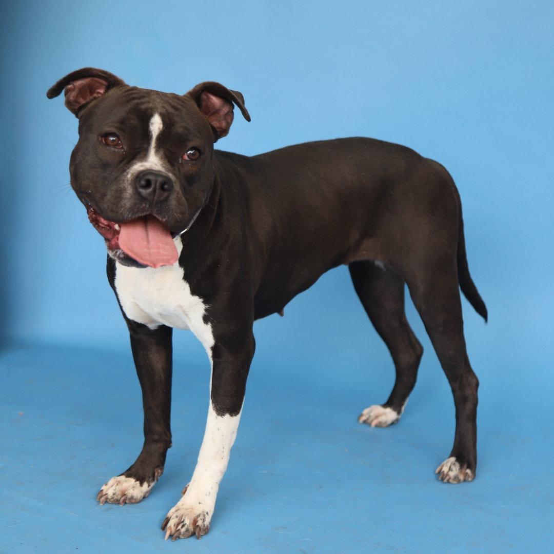 LILLY, Adoptable, Young Female Boxer.