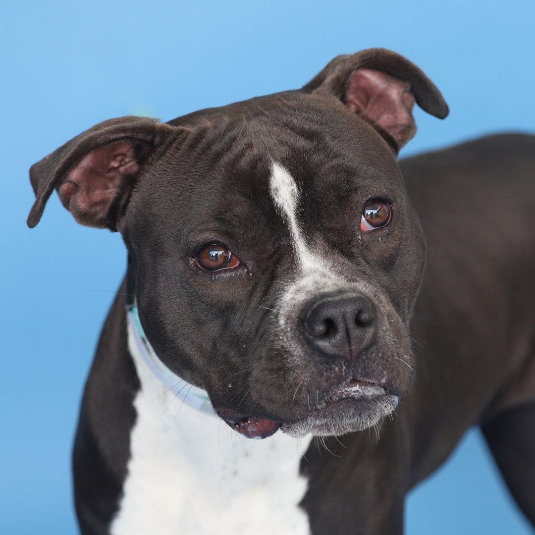 LILLY, a Adoptable Boxer in Pasadena, CA image 2/2