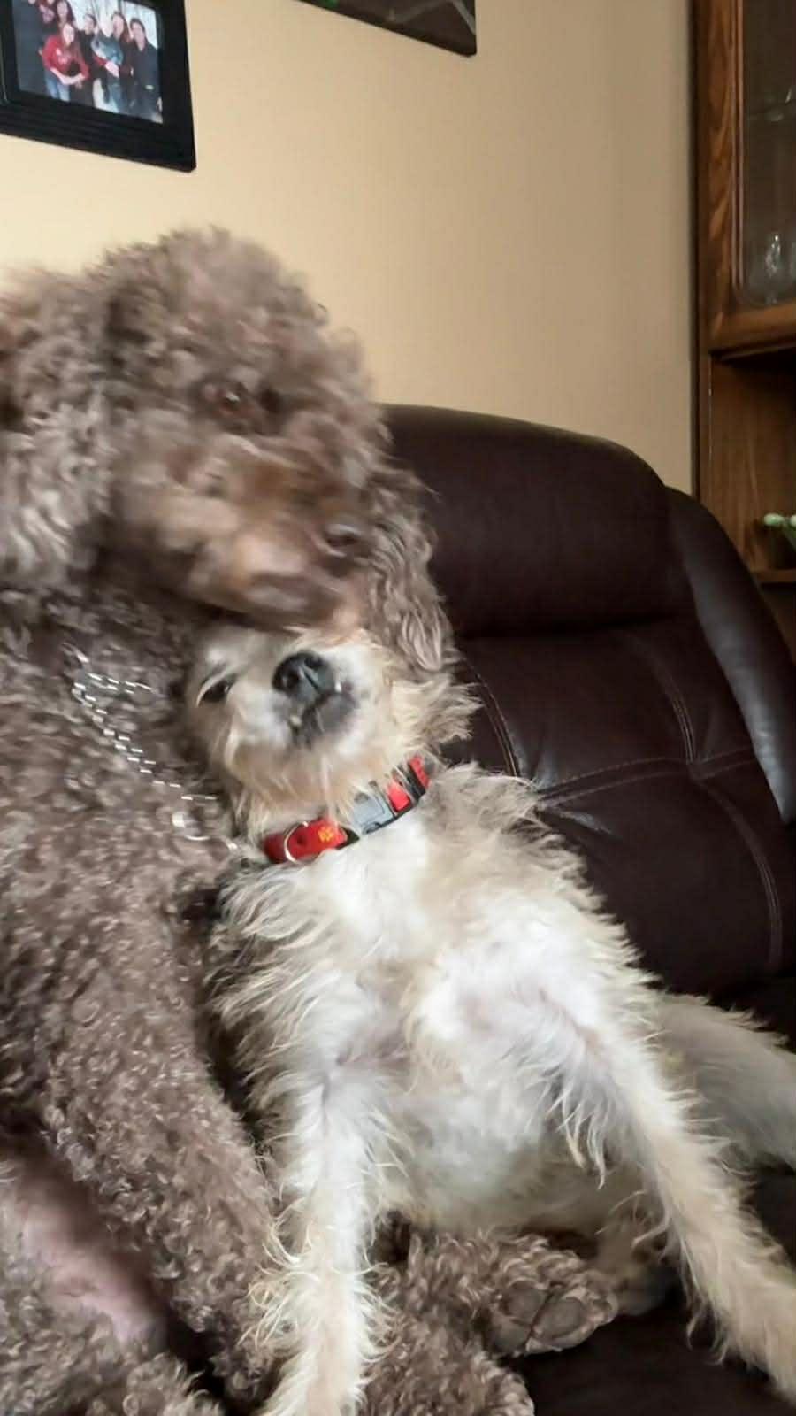 Enlarge Fifi, a ADOPTABLE mixed breed in Calgary, AB image 3/4