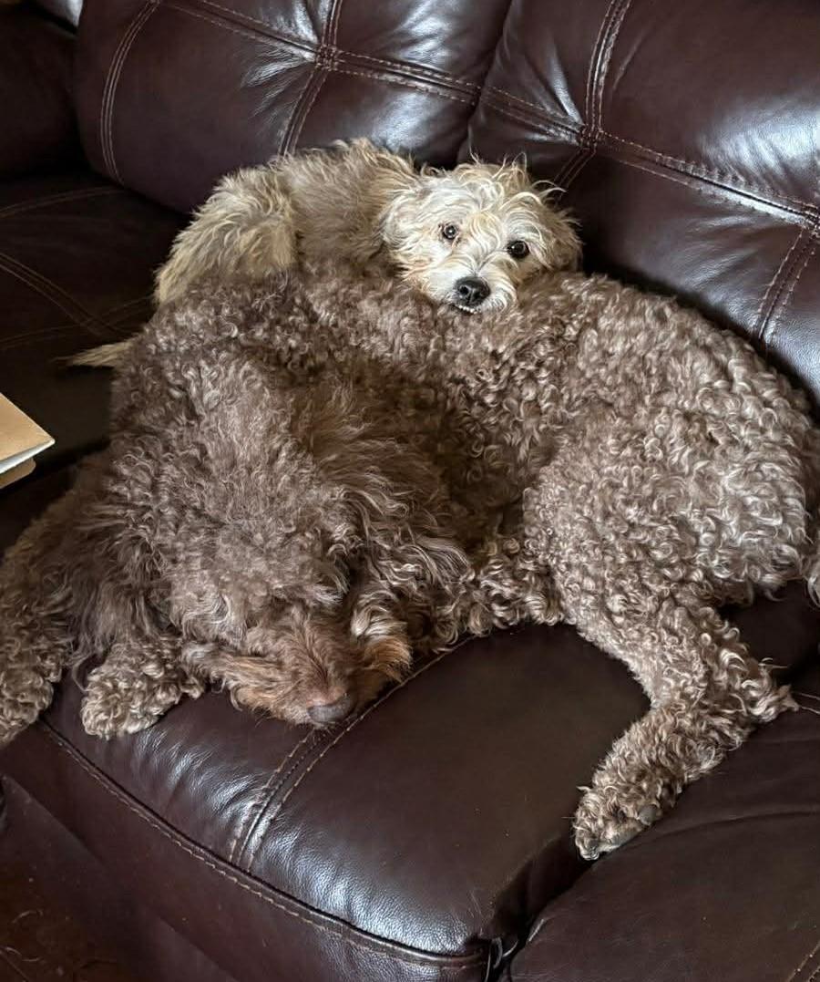 Enlarge Fifi, a ADOPTABLE mixed breed in Calgary, AB image 2/4