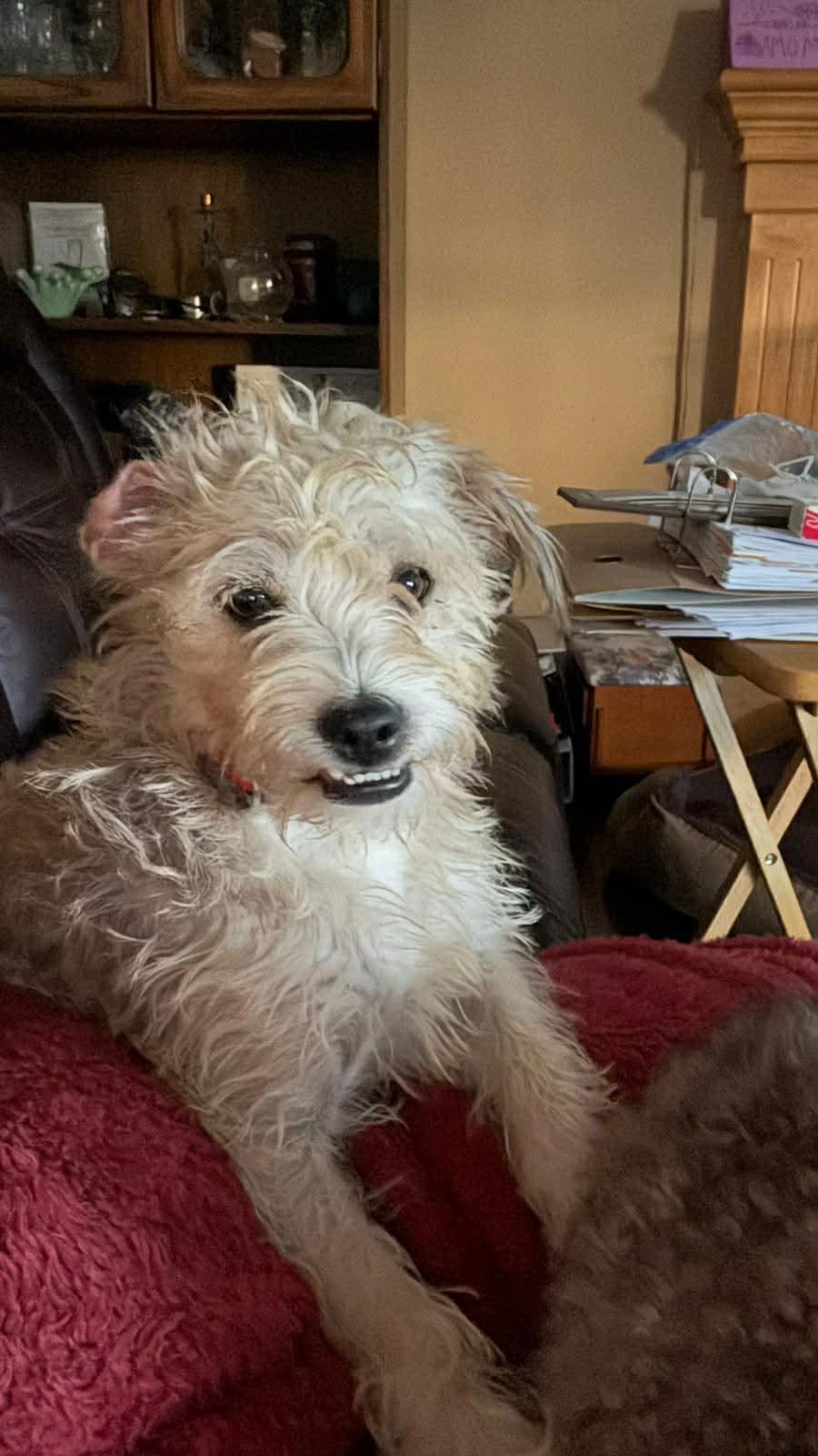 Enlarge Fifi, a ADOPTABLE mixed breed in Calgary, AB image 4/4