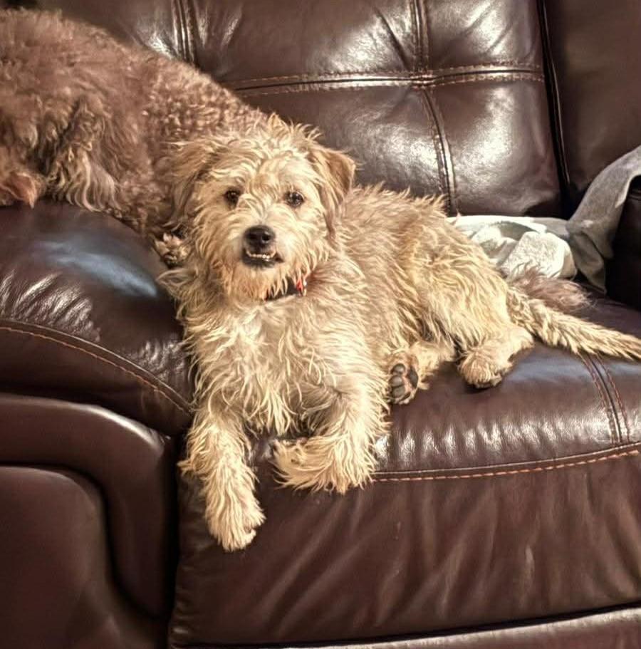 Enlarge Fifi, a ADOPTABLE mixed breed in Calgary, AB image 1/4