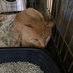 Tristan, adopted, Adult Male Domestic Short Hair.