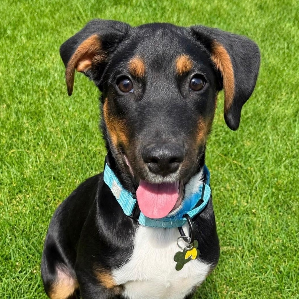Jackson, Adoptable, Puppy Male Terrier & Shepherd.