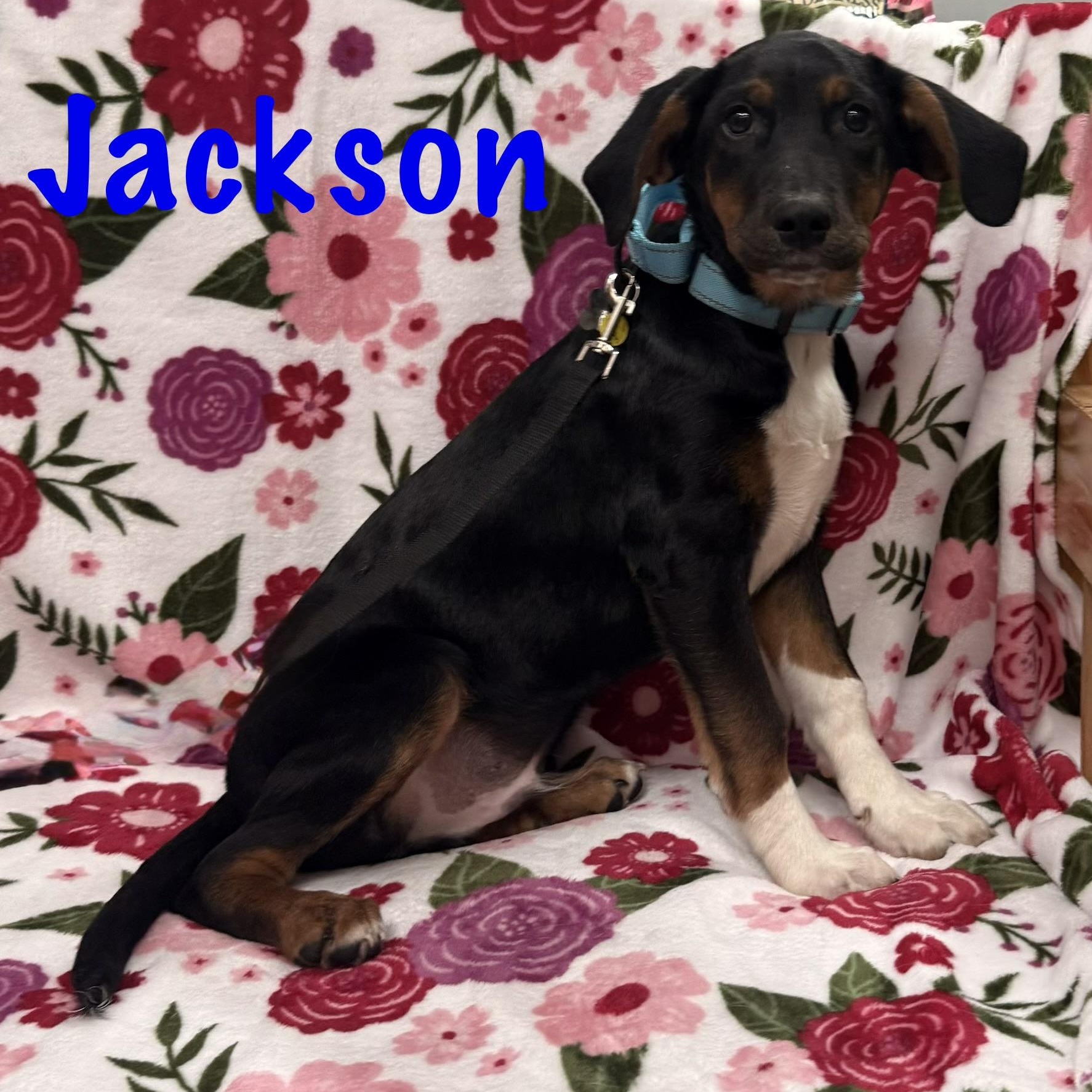 Jackson, a Adoptable mixed breed in Albany, NY image 6/6