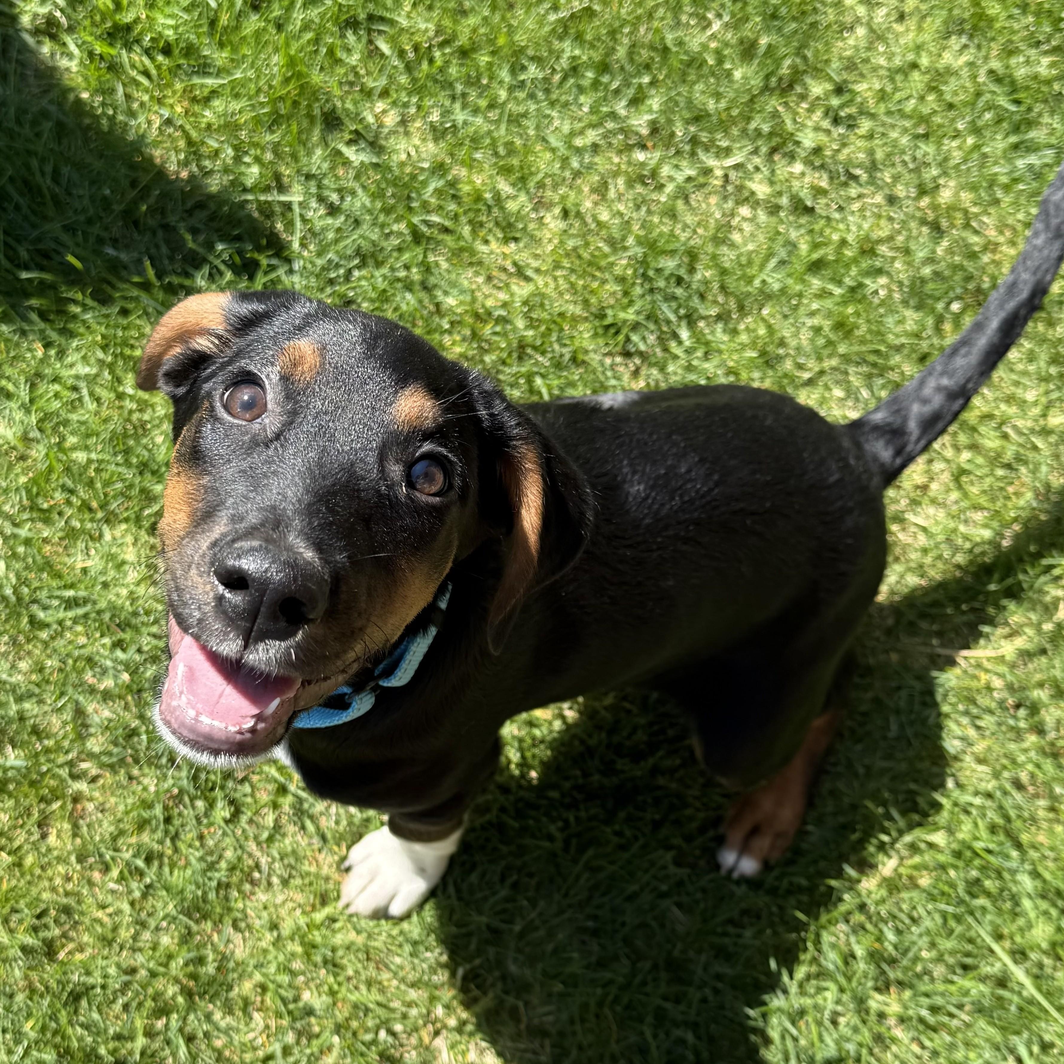 Jackson, a Adoptable mixed breed in Albany, NY image 2/6