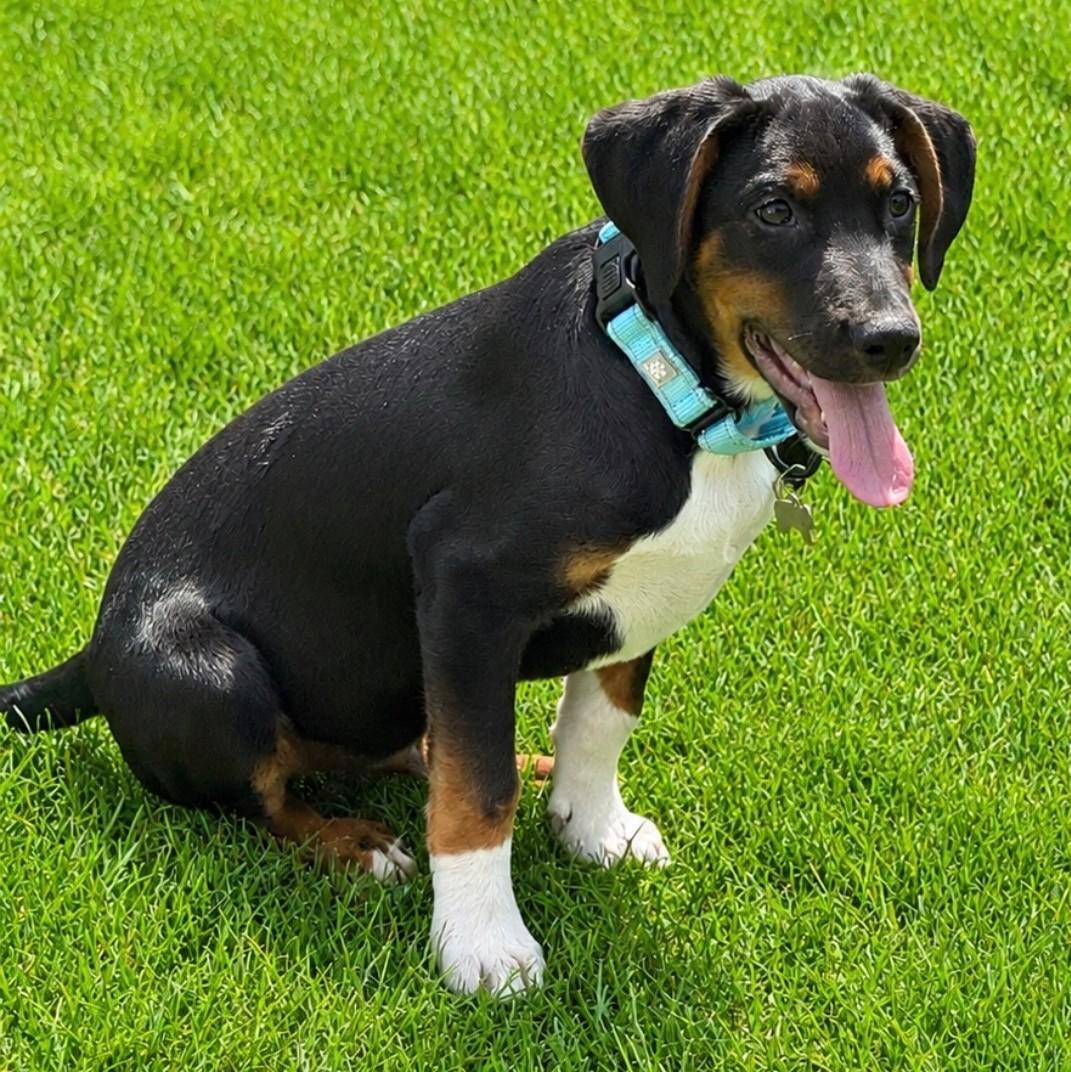 Jackson, a Adoptable mixed breed in Albany, NY image 3/6