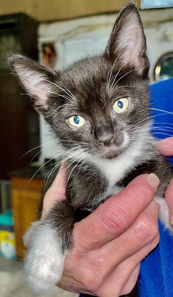 Dipper, Adoptable, Kitten Male Domestic Short Hair.