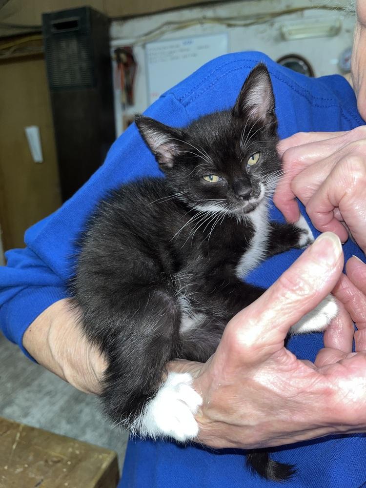 Enlarge Dipper, a Adoptable mixed breed in Franklin, WV image 2/3
