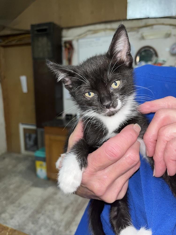 Enlarge Dipper, a Adoptable mixed breed in Franklin, WV image 3/3