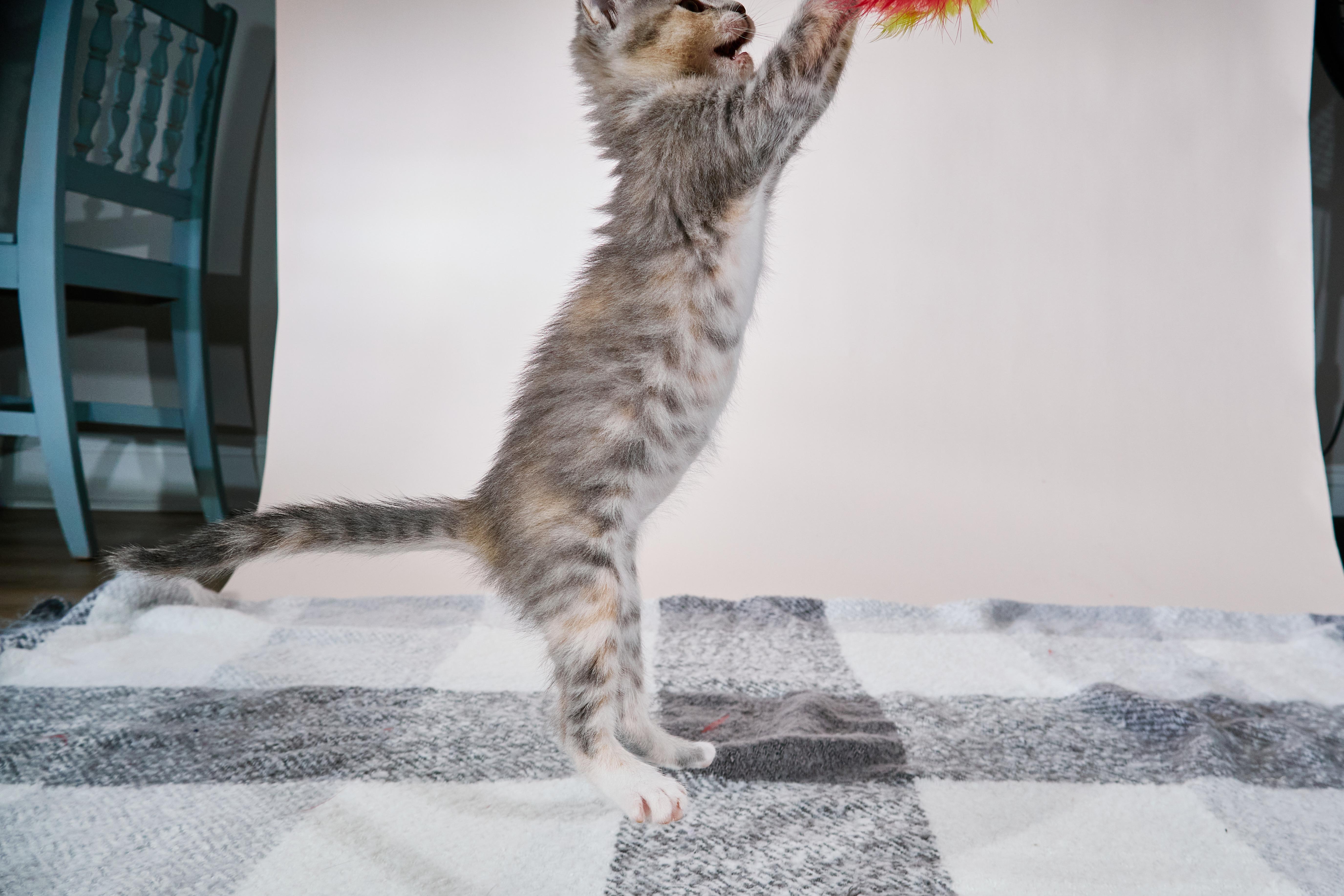 Basmati, a Adoptable mixed breed in Waxhaw, NC image 4/6