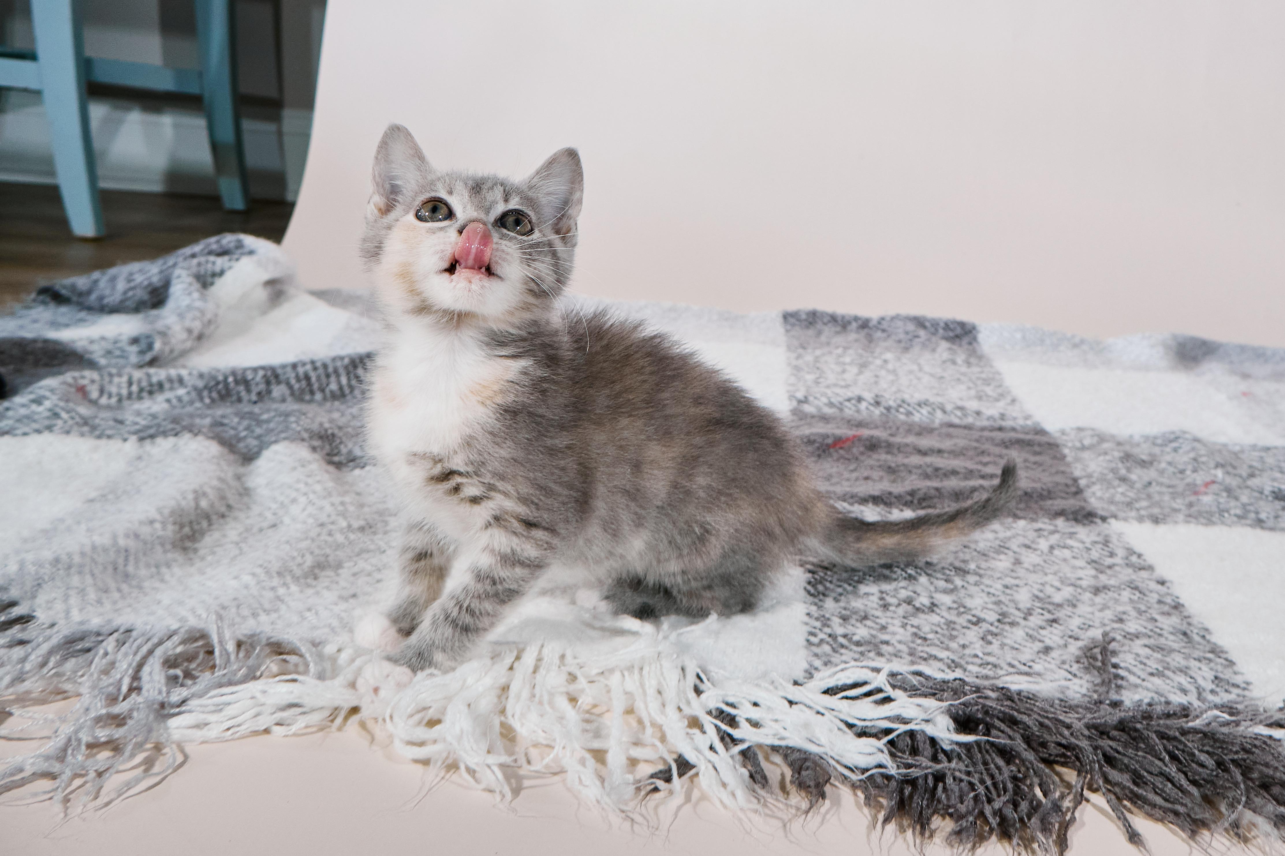 Basmati, a Adoptable mixed breed in Waxhaw, NC image 3/6